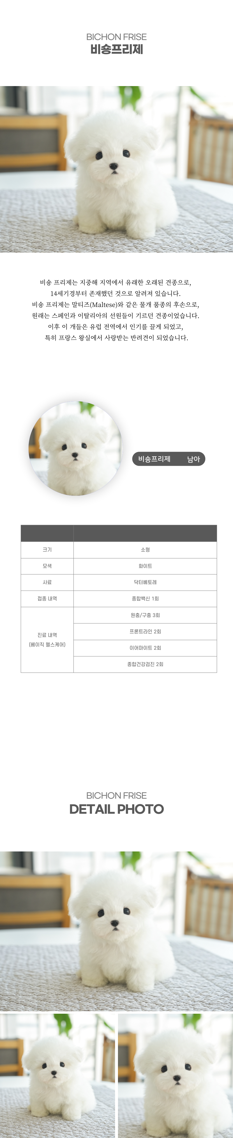 미니비숑_상세이미지_2